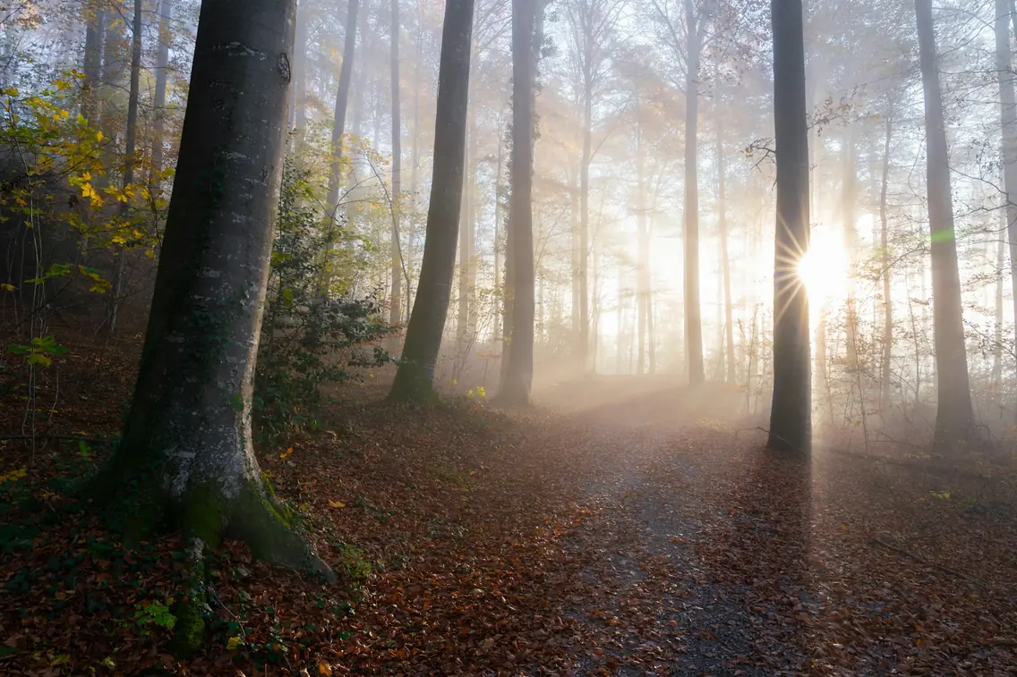 Chemin lumineux en forêt — se libérer de ses peurs