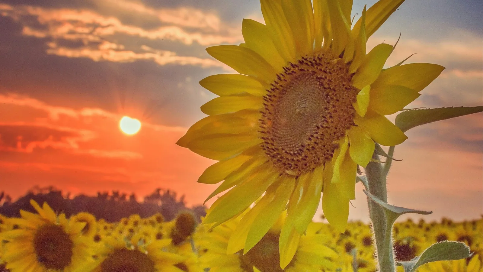 Un tournesol en gros plan devant un champ et un ciel de coucher de soleil orangé